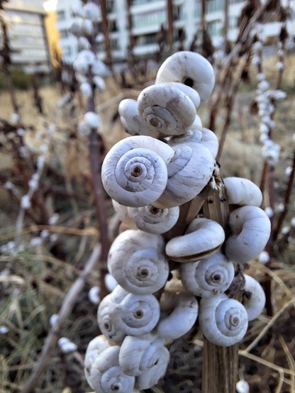 (7 Ekim 2024) Salyangoz istilasına uğramış bir arsada bir bitkinin üzerindeki salyangozlar.