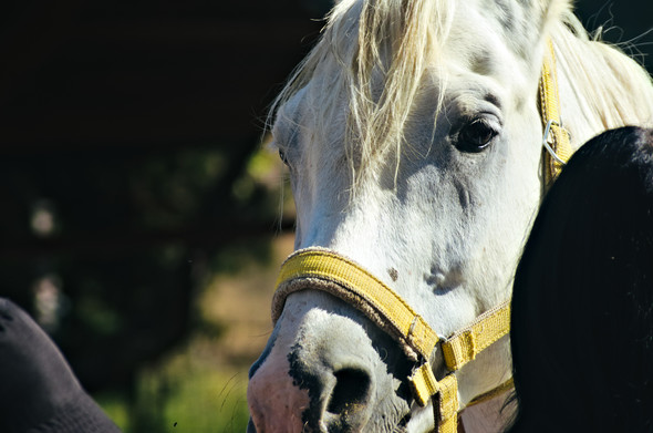 (15 Ekim 2024) Beyaz bir at.